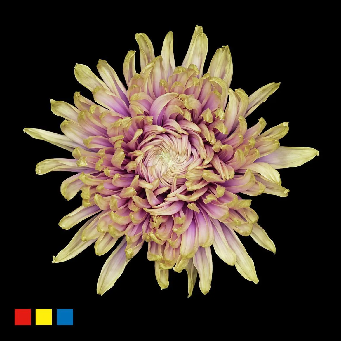 Chryzantéma veľkokvetá Stravina Purple Fresh • 70 cm