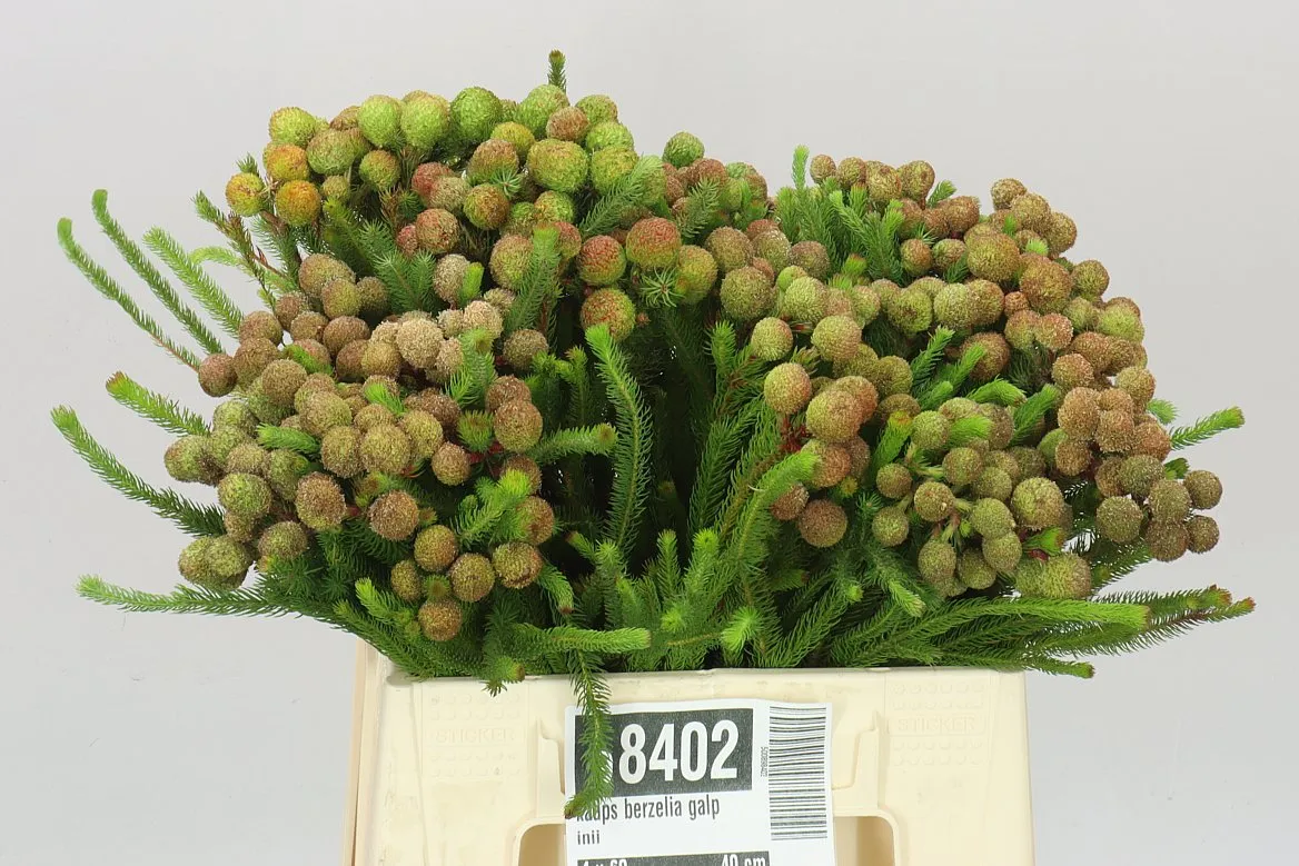 Kaaps Berzelia Galpinii • 40 cm