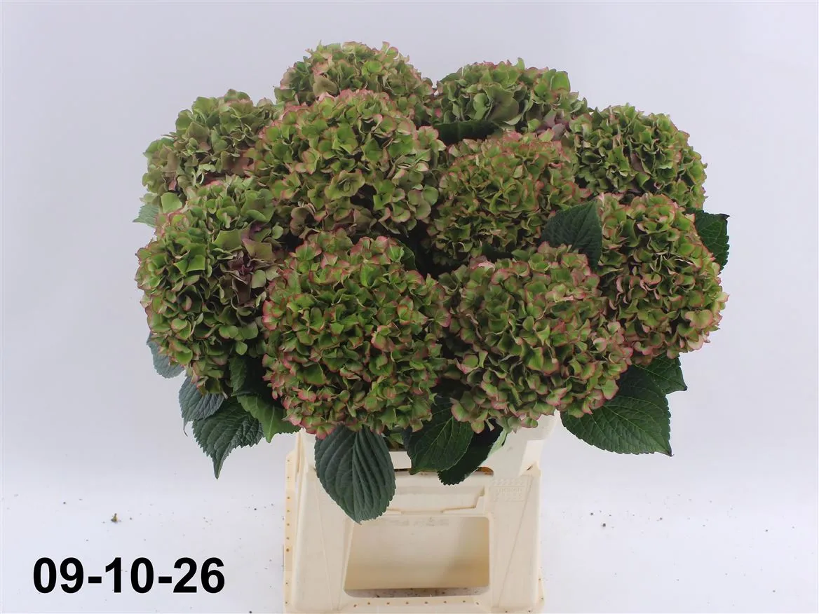 Hortenzia Glow Alps Classic • 60 cm