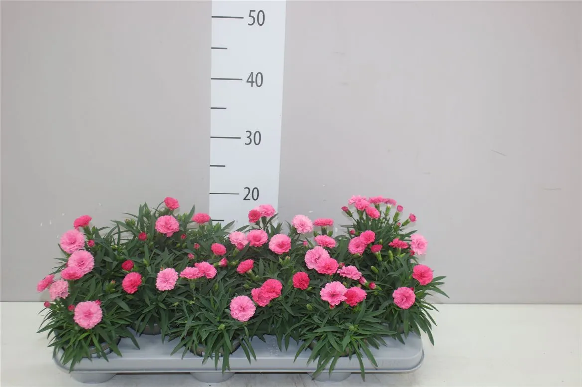 Dianthus I Love U • črepník 11 cm