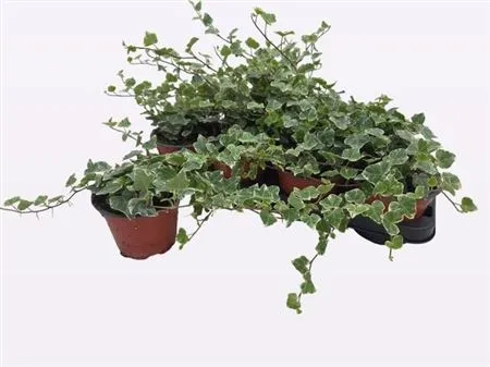 Hedera He White Wonder • črepník 13 cm