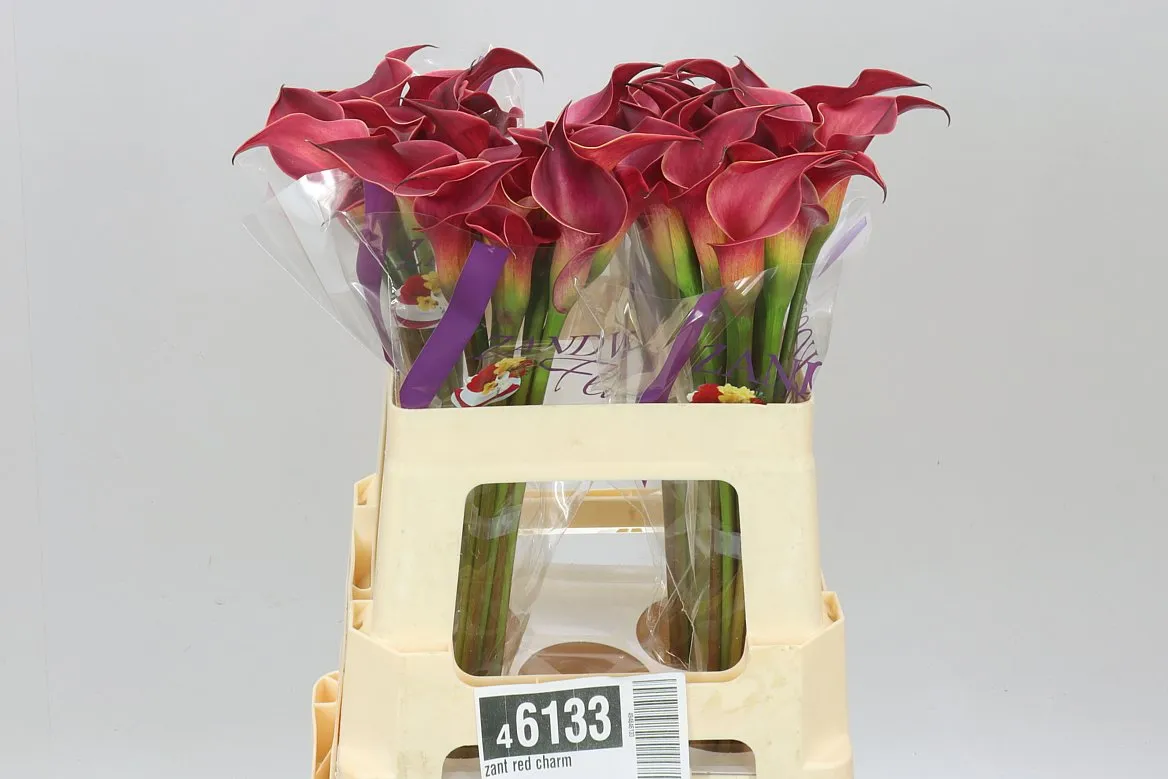 Zant Red Charm • 55 cm