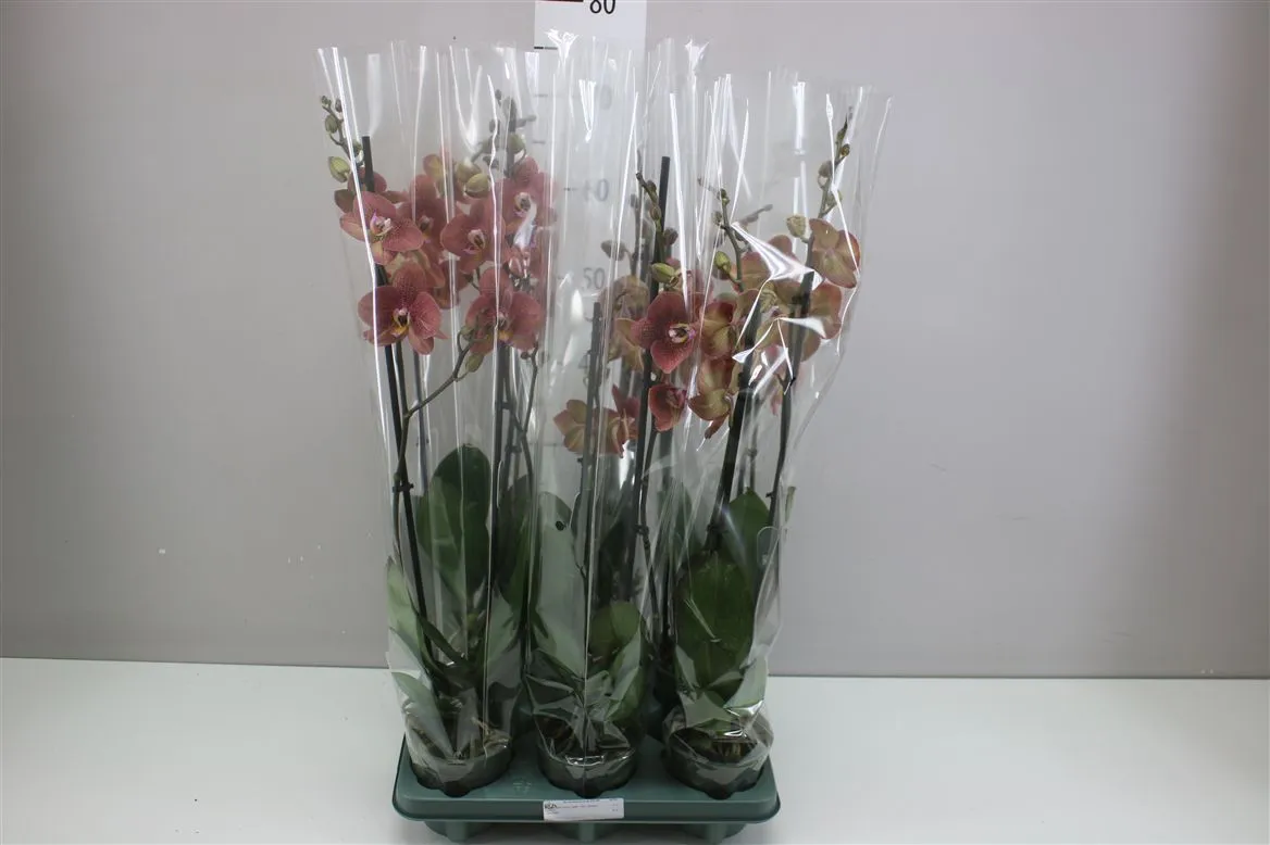 Phal Toulon 2 Tak • črepník 12 cm