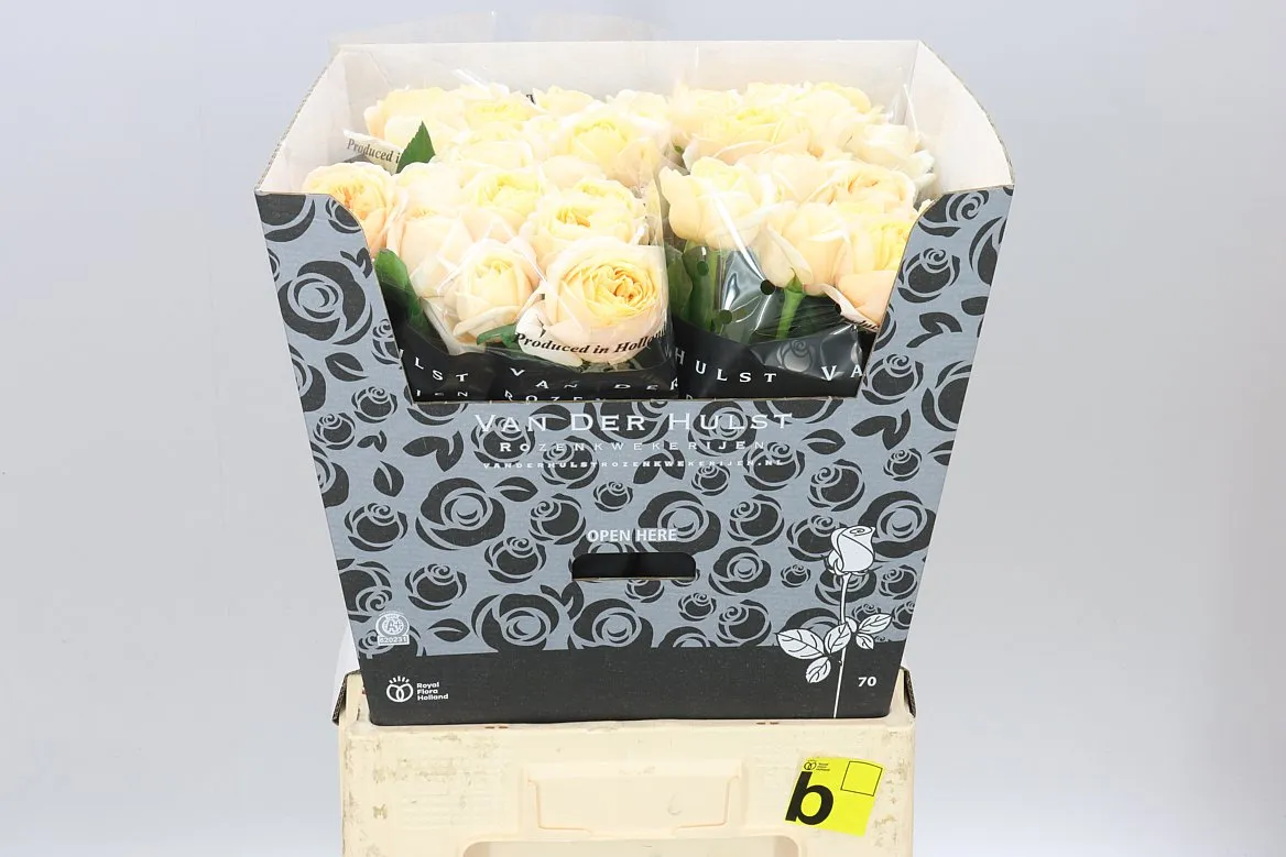 Rosa Gr London Tower • 70 cm
