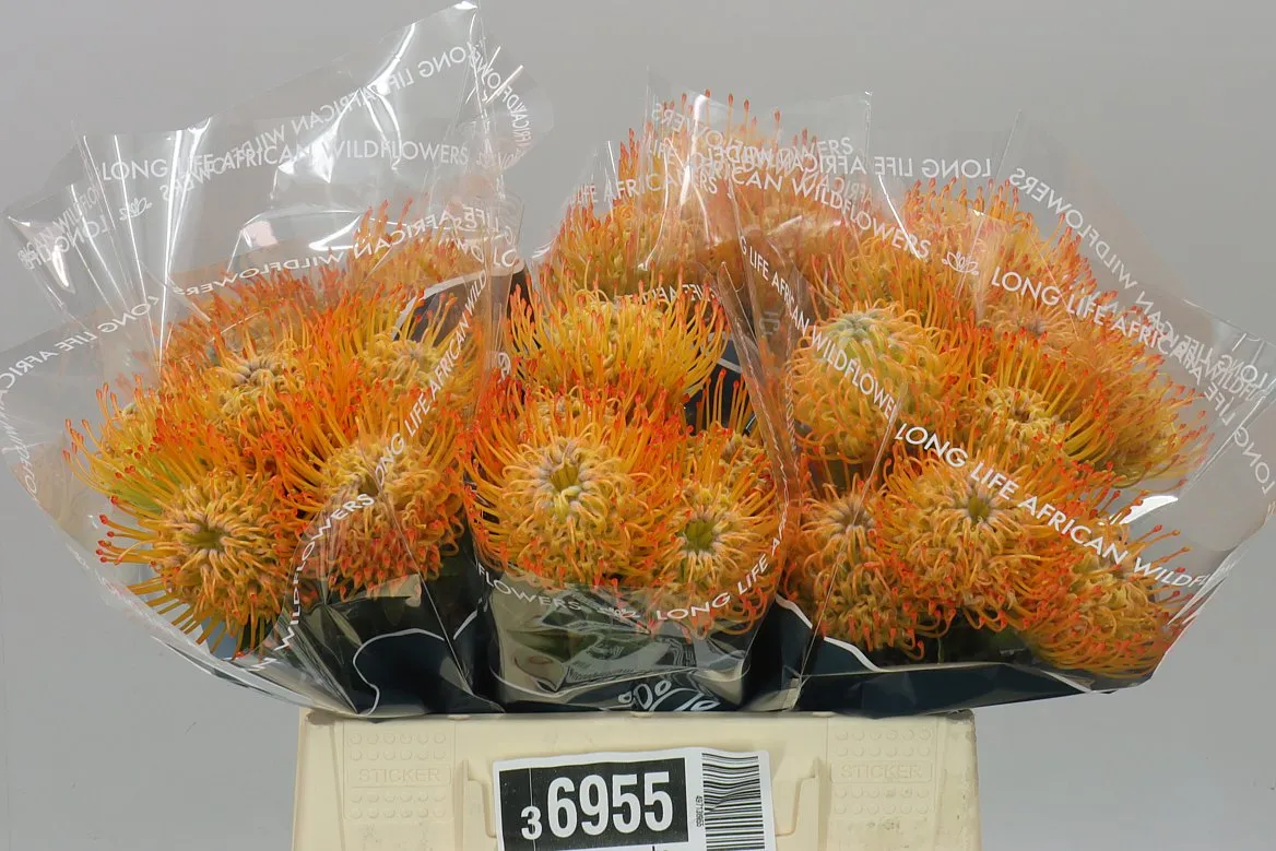 Leucospermum Ayoba Sun • 40 cm