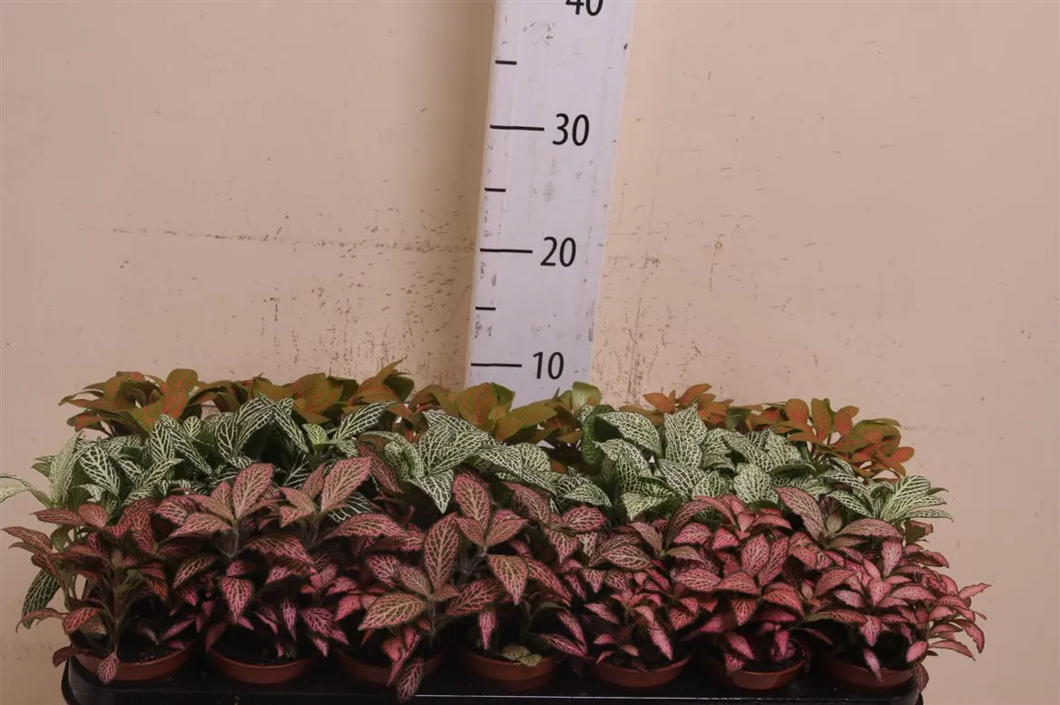 Fittonia mix • črepník 8,5 cm