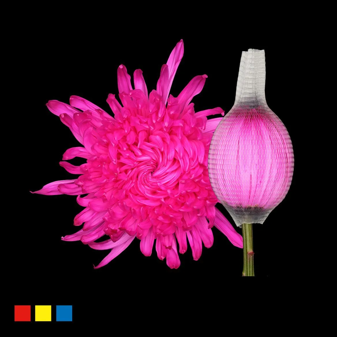 Chryzantéma veľkokvetá Stravina Cerise • 70 cm