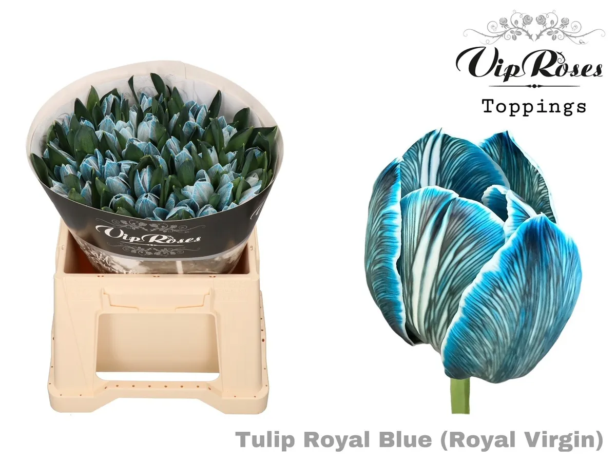 Tulipán jednoduchý Rv Royal Blue • 38 cm