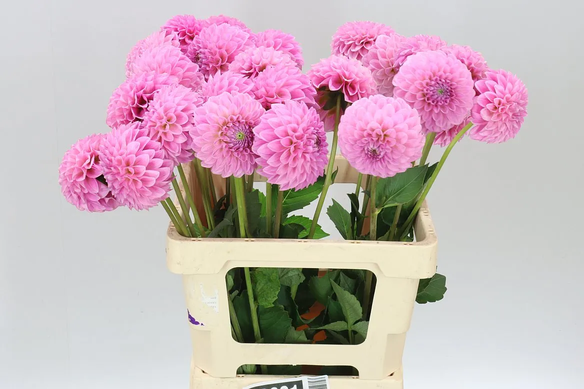 Dahlia Sweet Fabienne • 60 cm