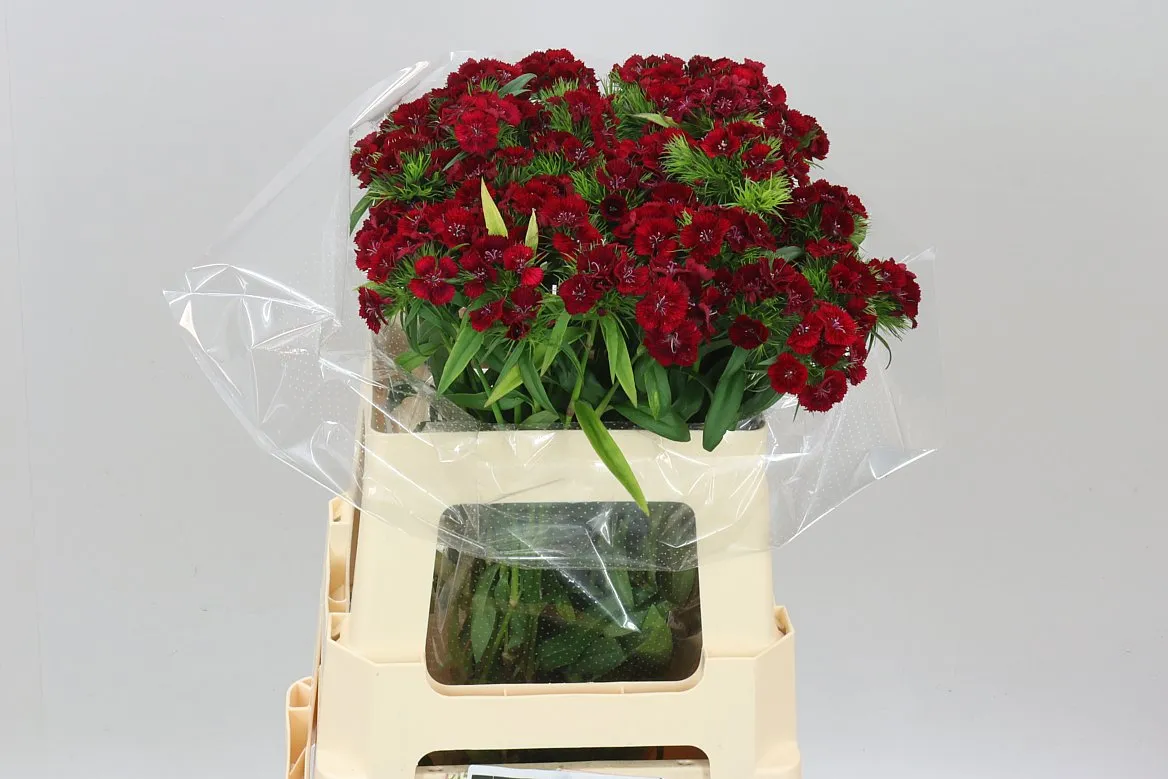 Di Barb Red • 55 cm