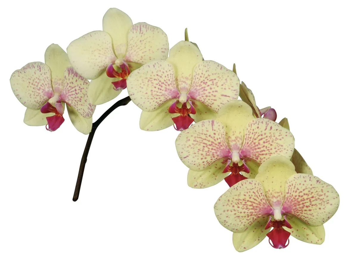 Orchidea Phalaenopsis Ant Singapore