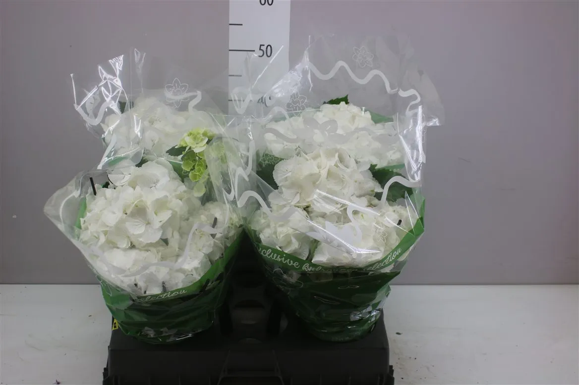 Hortenzia črepníková Schneeball 8+ • črepník 14 cm