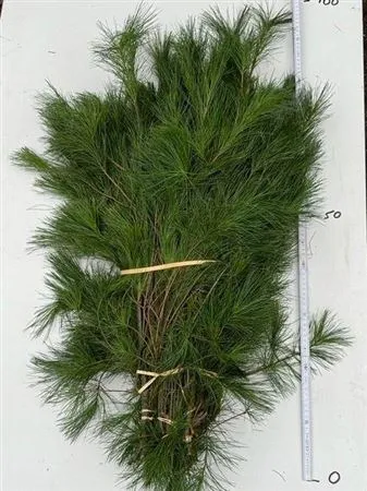 Pinus Handbos X 10 • 90 cm