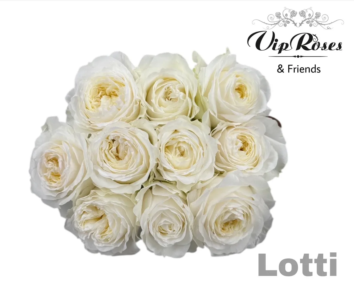 R Gr Lotti+ • 70 cm