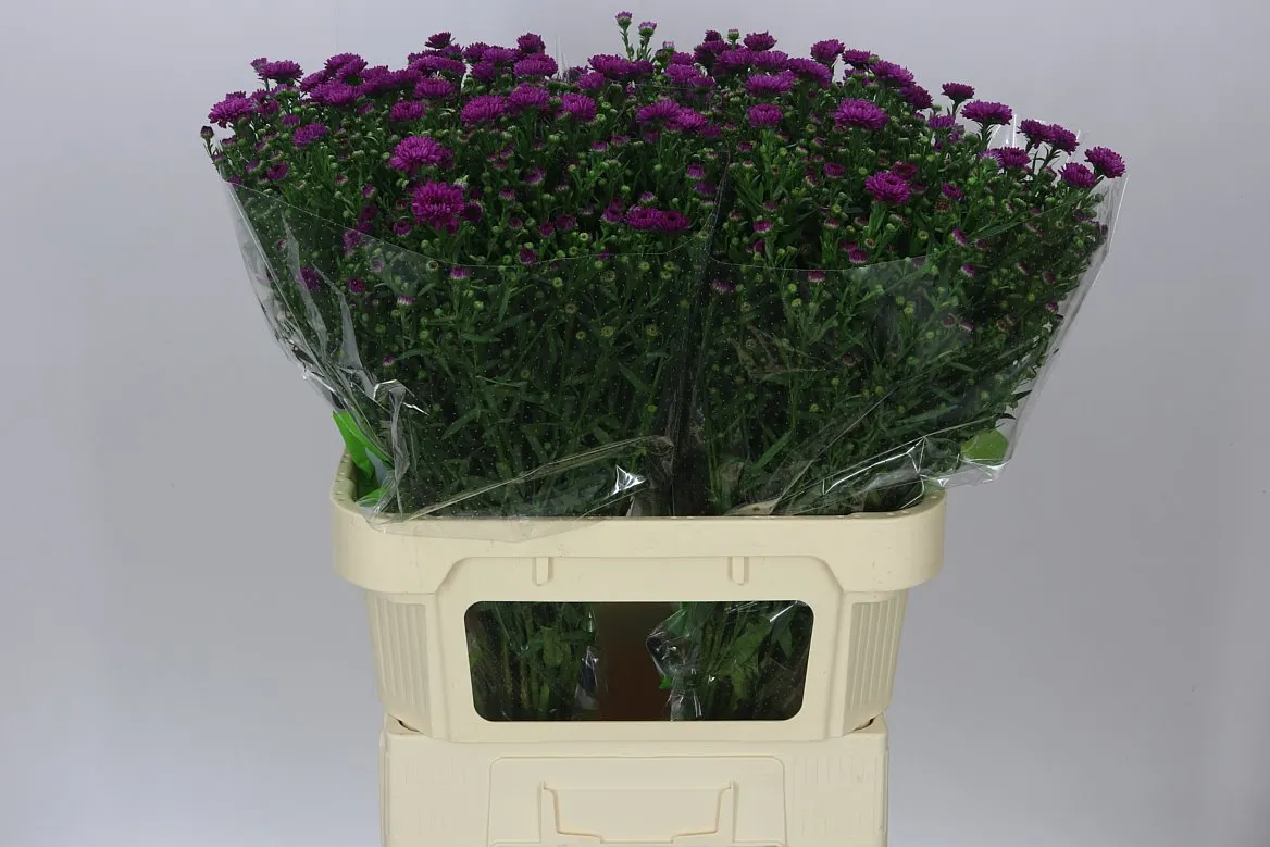 Aster Flash • 70 cm