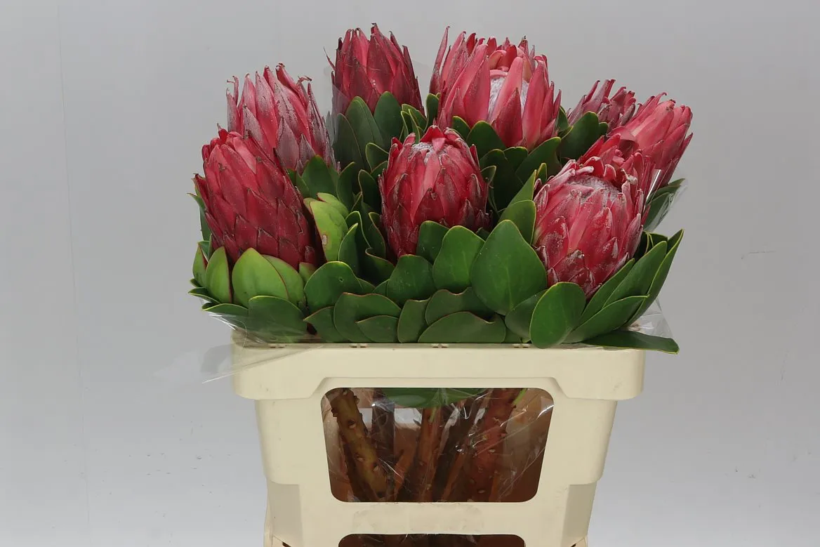 Protea Red Rex • 60 cm