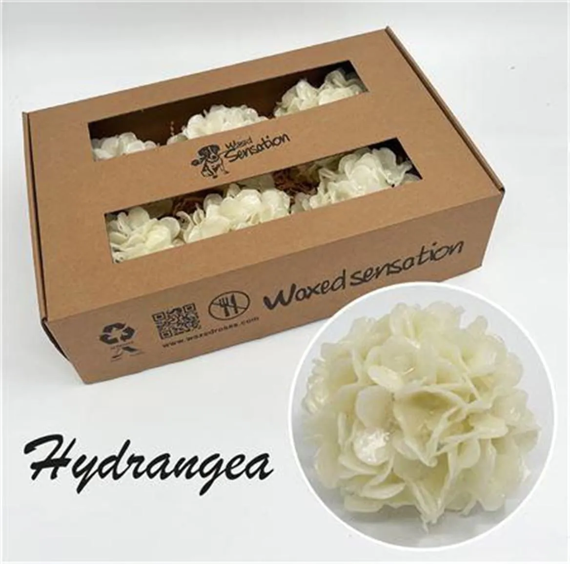 Zijde Hydr Wx Wit • 20 cm