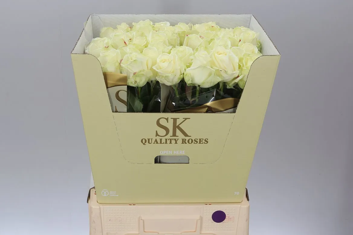 Ruža Avalanche Sk White Gold • 80 cm
