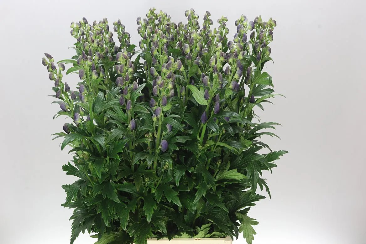 Aconitum Car Arendsii • 90 cm