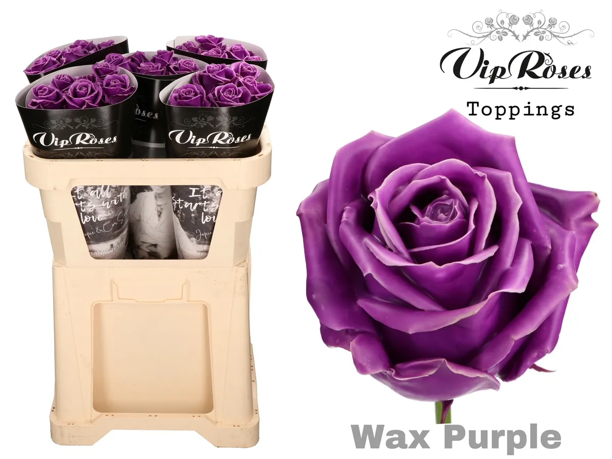Ruža Wax Purple X30 998 • 70 cm
