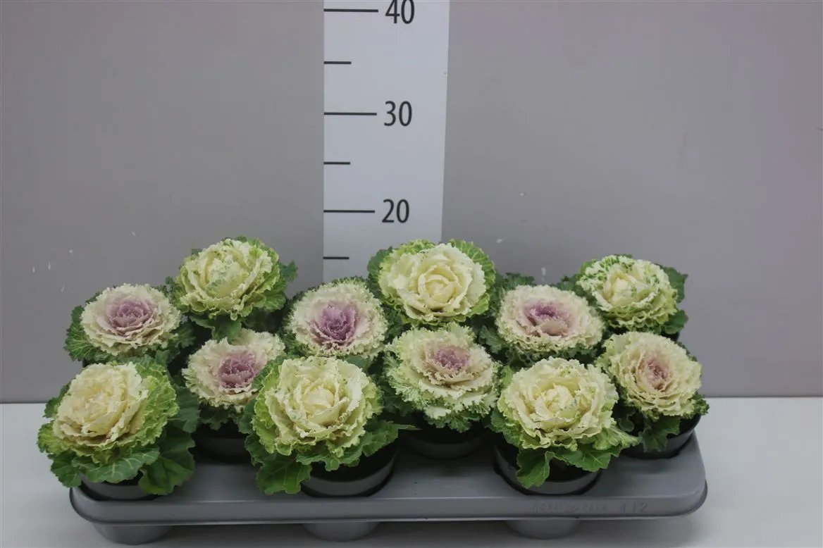 Okrasná kapusta Gekruld mix 10,5 Cm • črepník 10,5 cm
