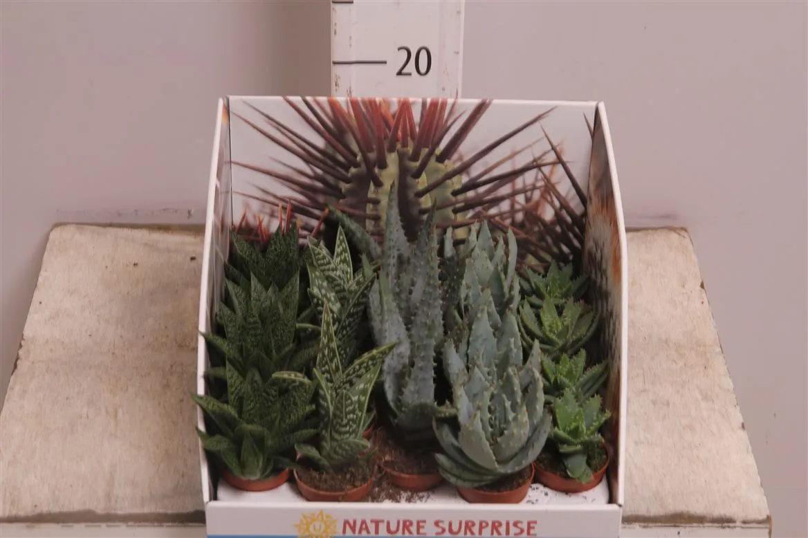 Aloe mix Showdoos • črepník 5,5 cm