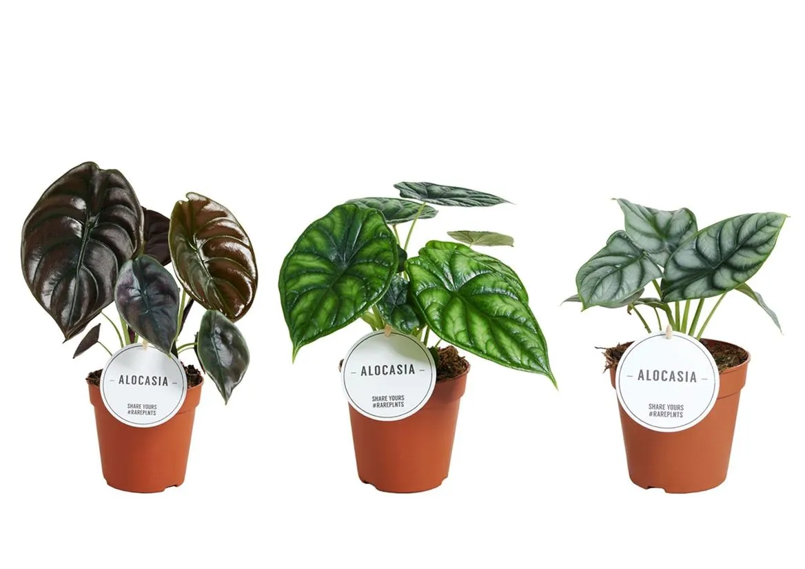Alocasia mix • črepník 12 cm