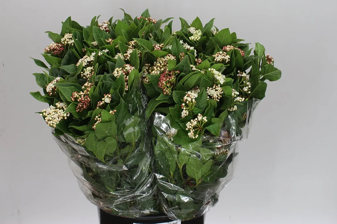 Viburnum Macro • 60 cm