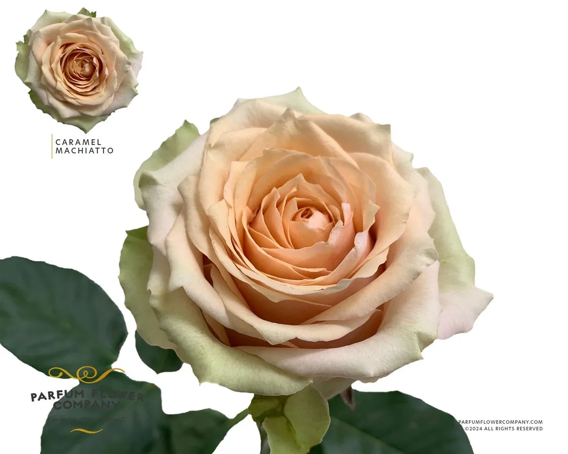 Rosa Gr Ec Caramel Macchiato • 60 cm