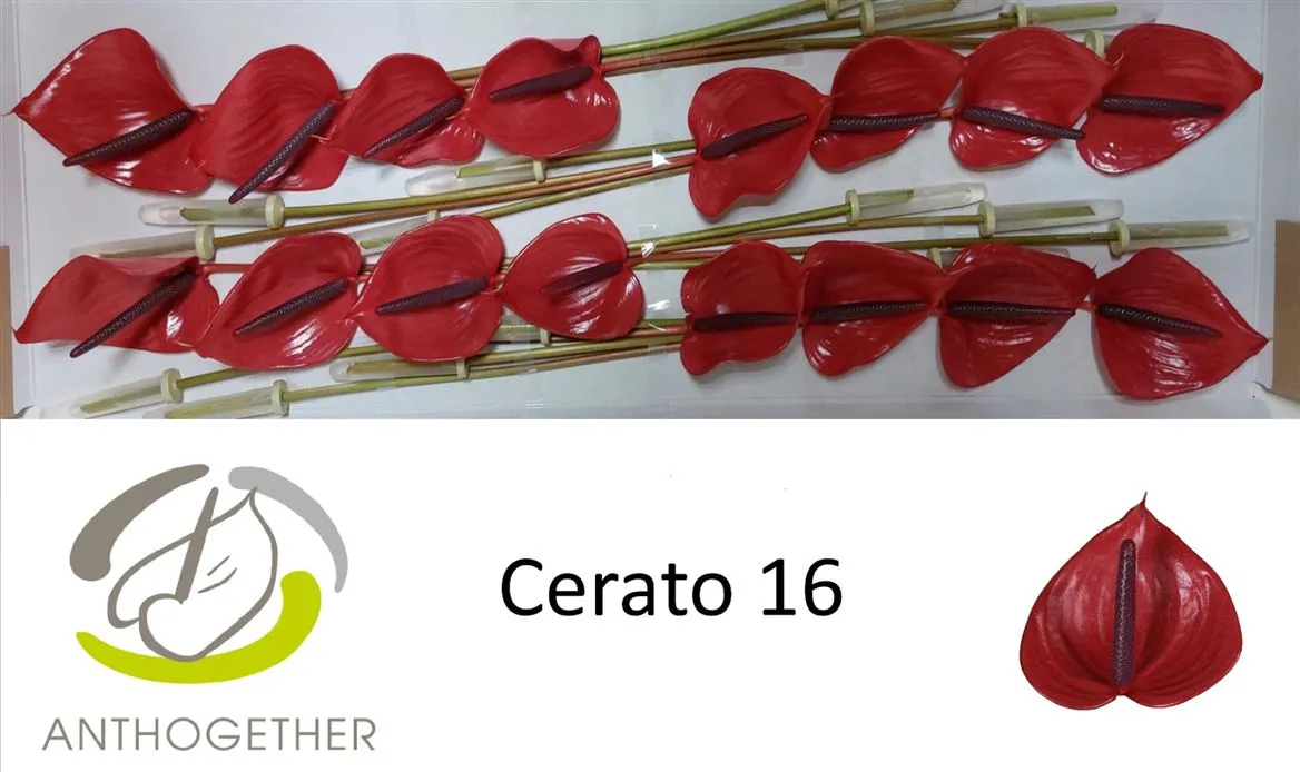Antúrium Cerato