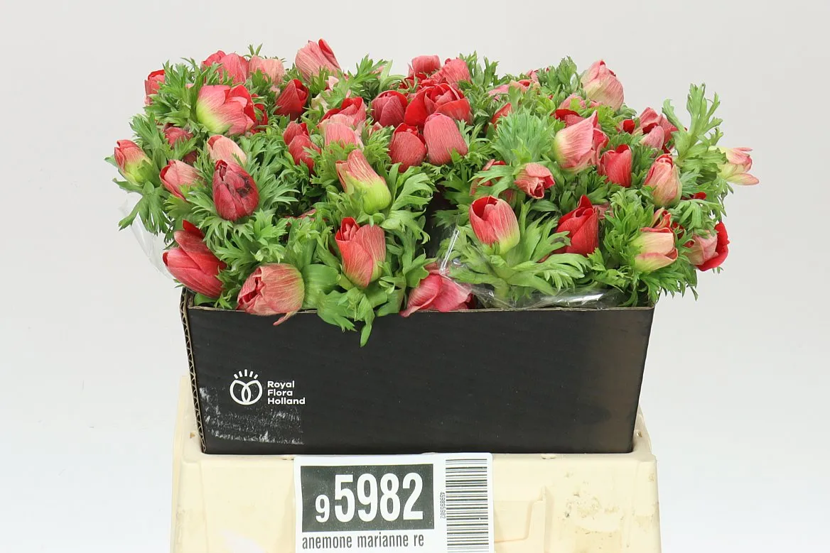 Sasanka Marianne Red • 40 cm