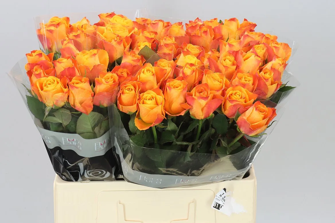 Rosa Gr Sunflare • 60 cm