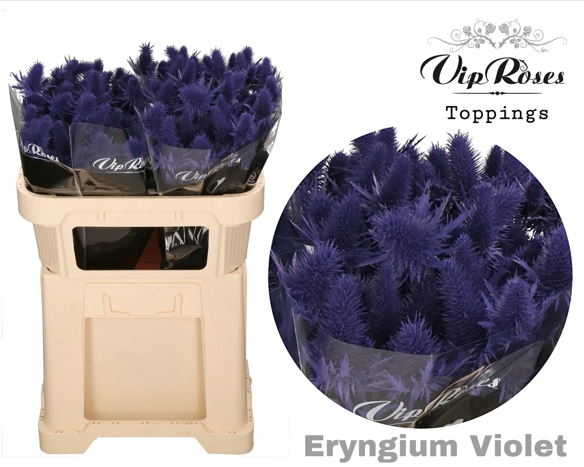 Eryngium Supernova Violet 60cm • 60 cm