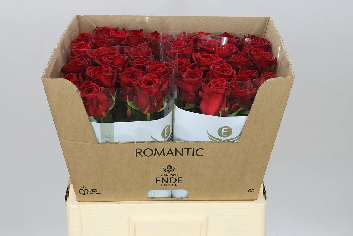 Rosa Gr Red Naomi Ende Romantic • 60 cm