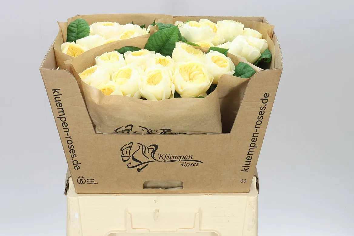 Rosa Gar Nona! • 60 cm