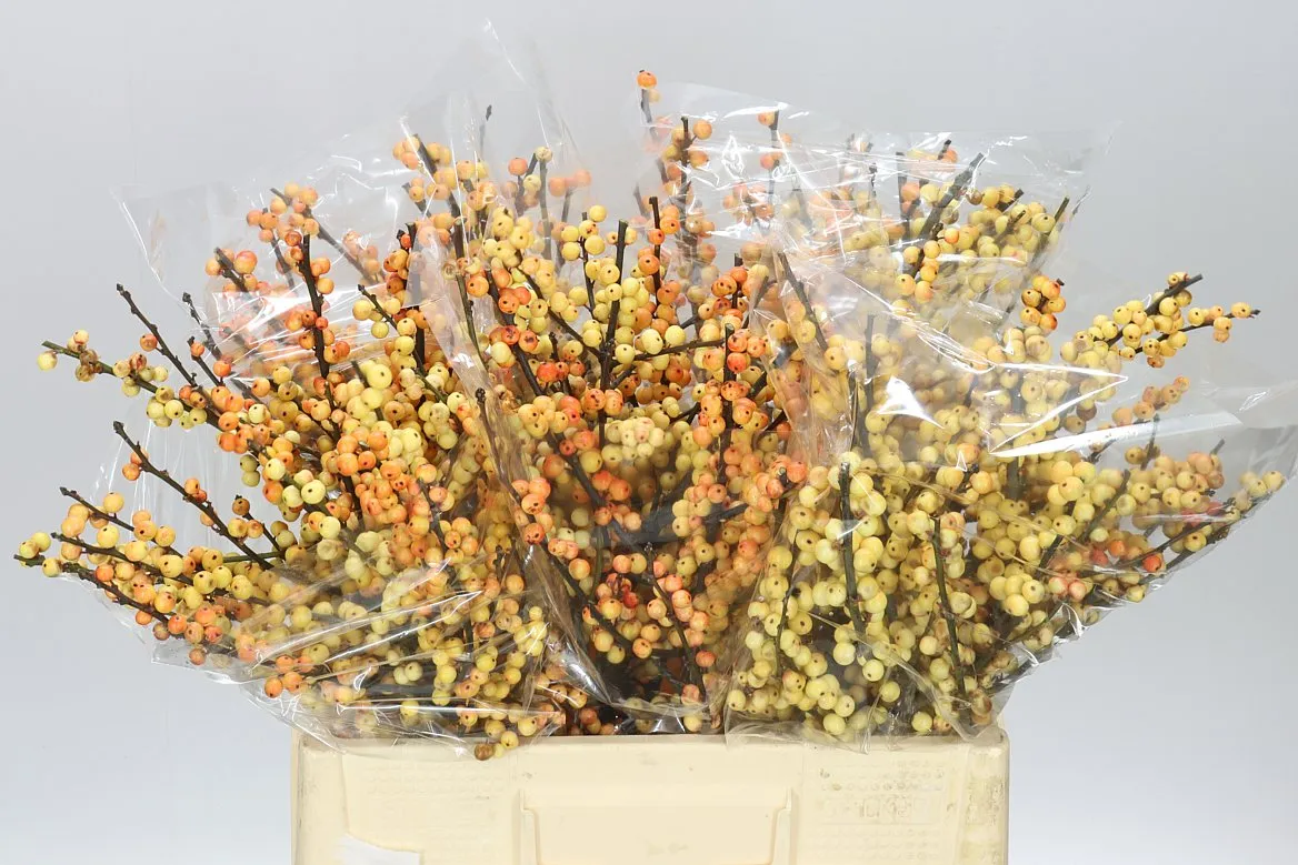 Ilex Cresgold • 60 cm