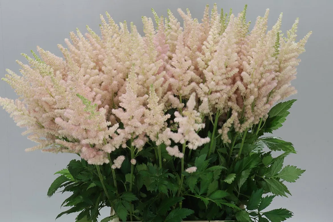 Astilbe Inferno • 60 cm