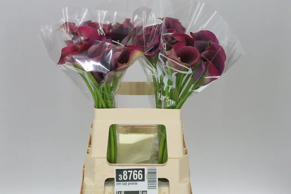 Kala Capt Promise • 60 cm