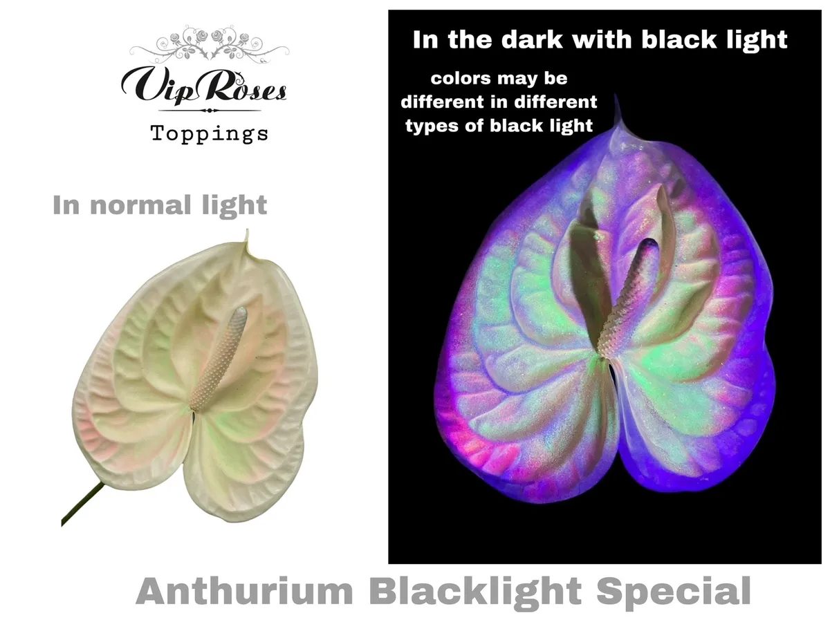 Antúrium A Blacklight Special • 45 cm
