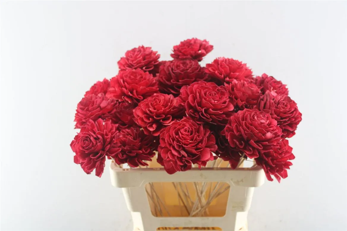 Dahlia Red 10 Cm, sušené • 50 cm