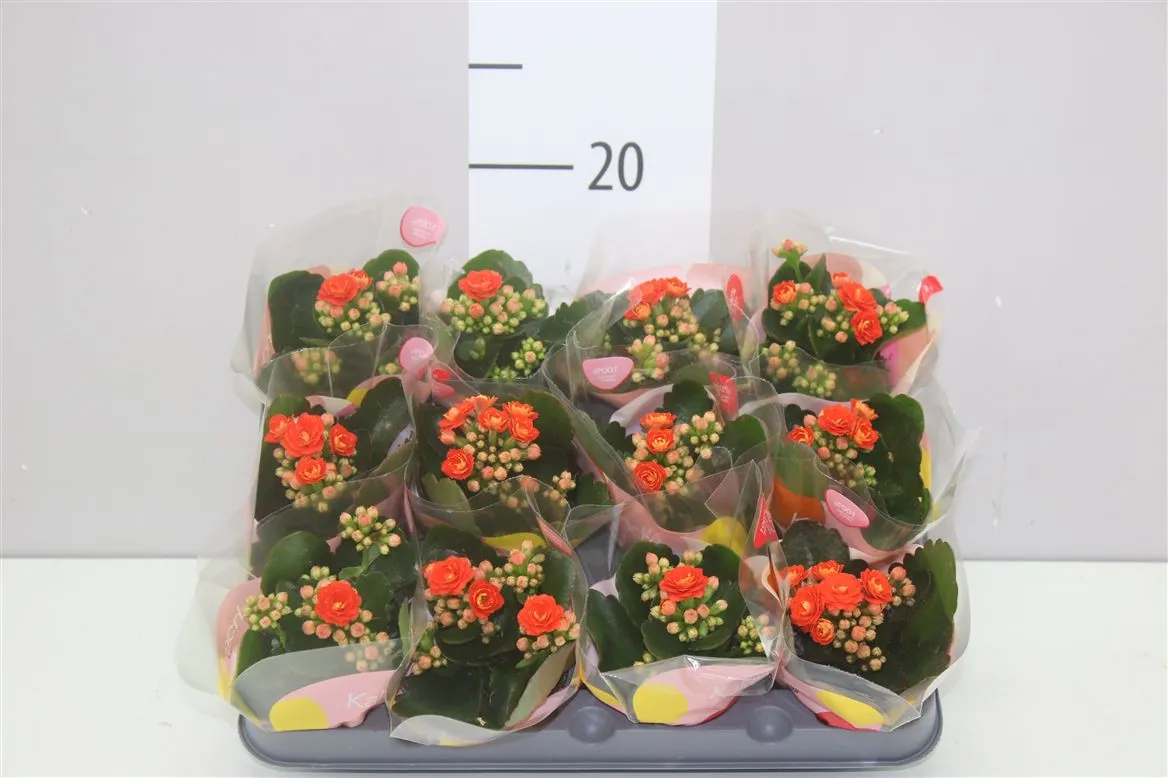 Kalanchoe Calandiva Oranje Mini • črepník 6 cm