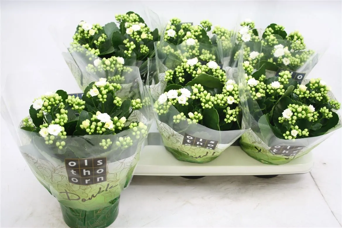 Kalanchoe Calandiva Wit • črepník 15 cm