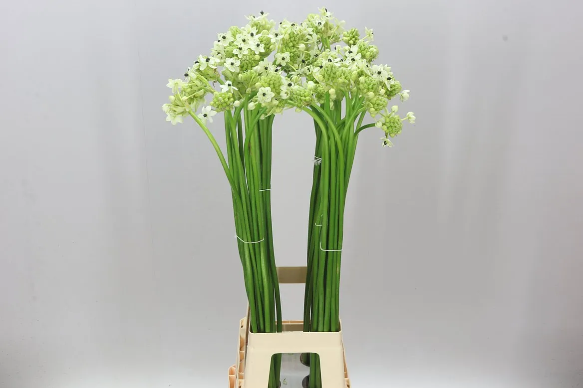 Ornithogalum Saundersiae • 90 cm