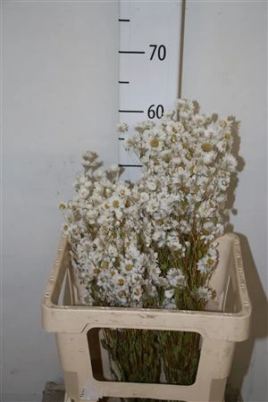 Rhodanthe White, sušené • 45 cm