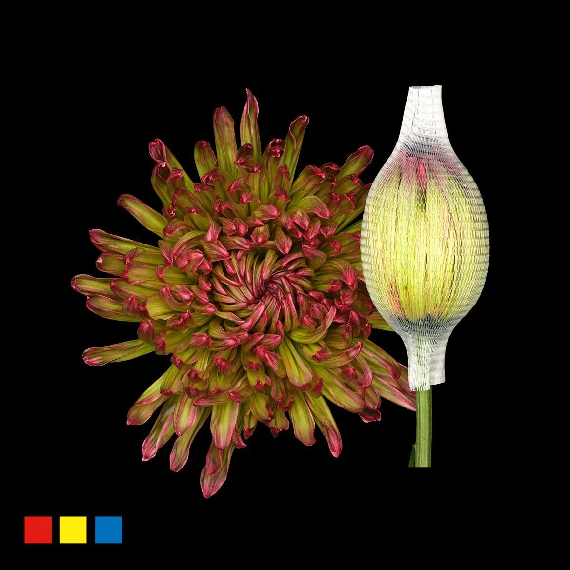 Chryzantéma veľkokvetá Stravina Hortensia • 70 cm