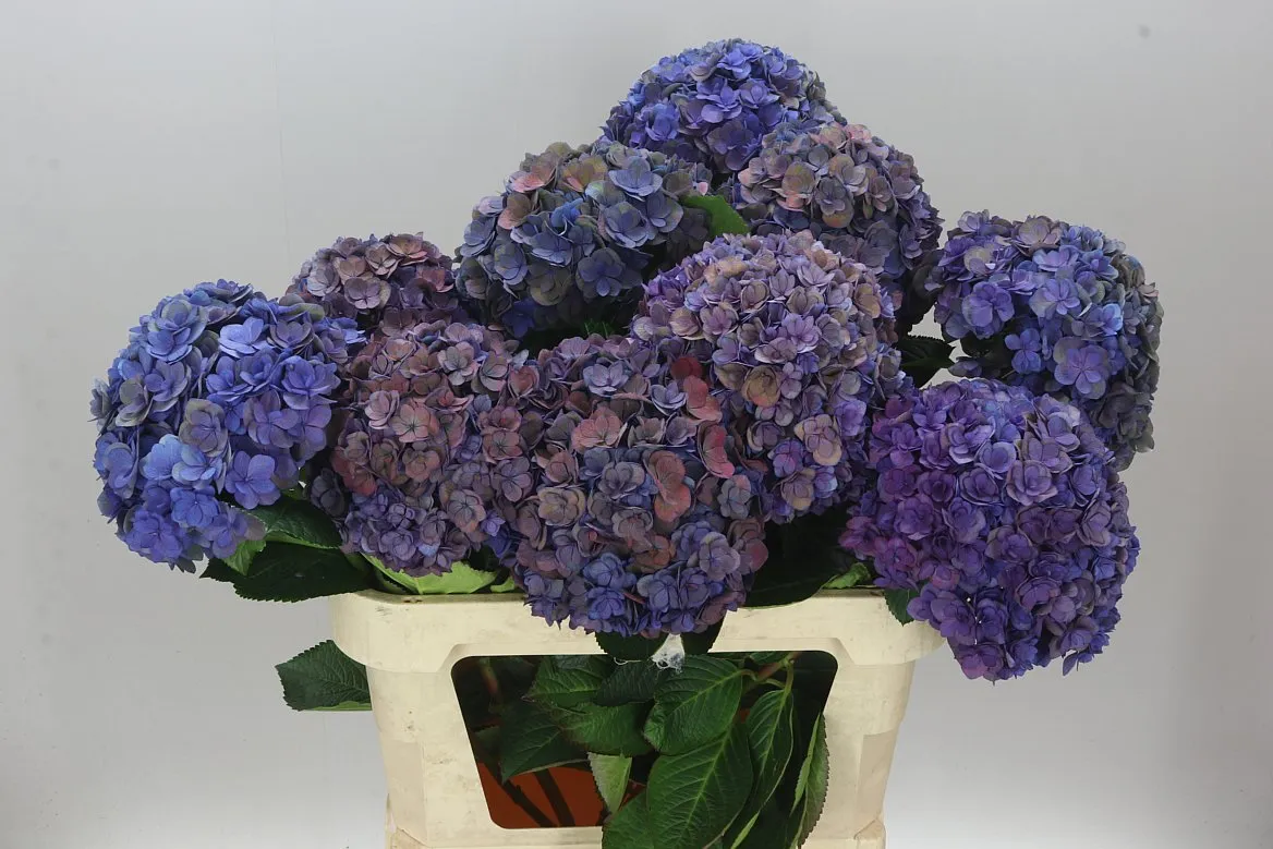 Hyd Anastasia Purple Classic • 80 cm