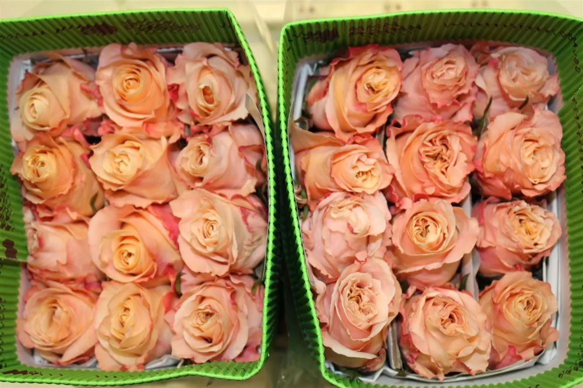 Rosa Gr Ec Shimmer • 60 cm