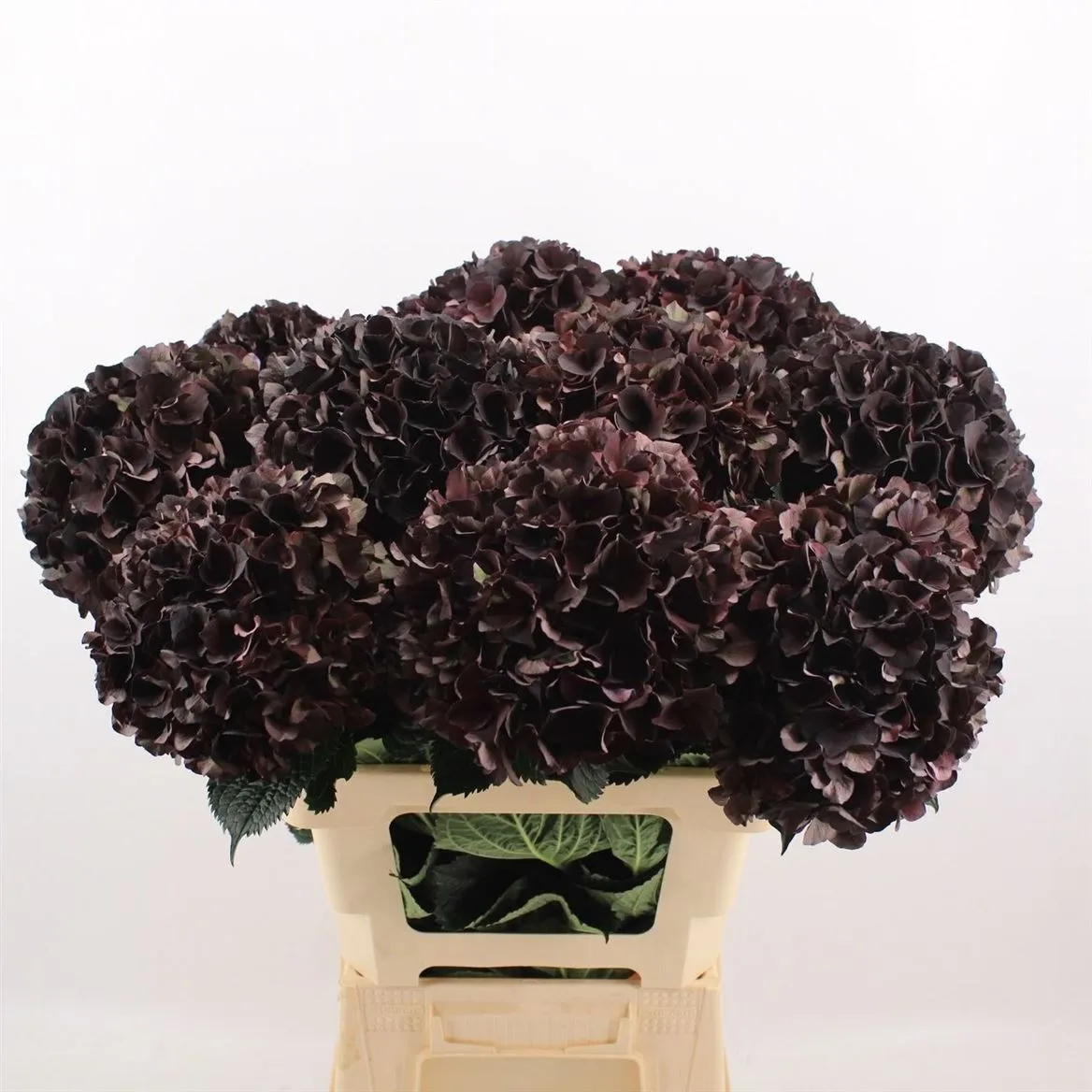 Hyd Black Ruby Classic • 60 cm