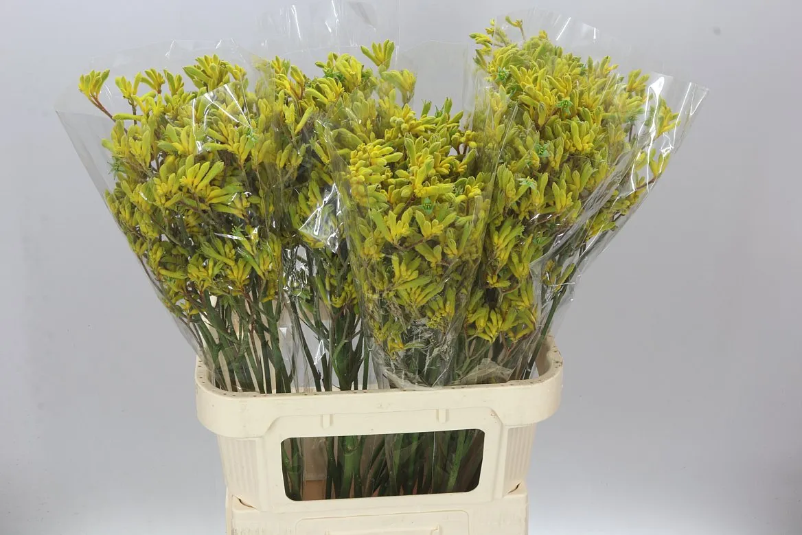 Anigozanthos Yindi • 80 cm