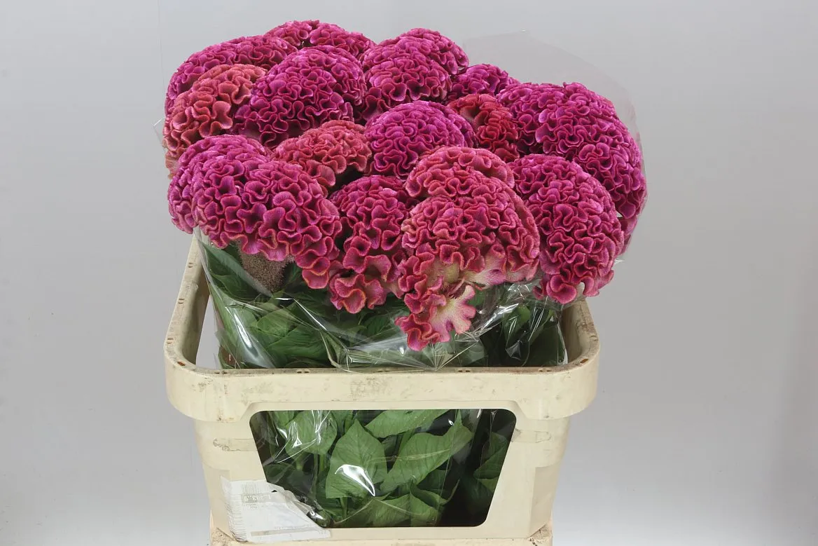 Celosia C Lavly • 80 cm
